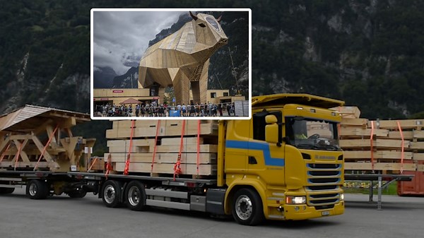 Hier wird Muni Max von Mollis nach Uri transportiert