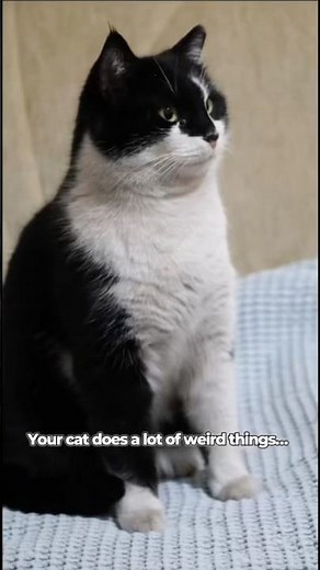 Why Do Cats Knead? The Real Reason Explained