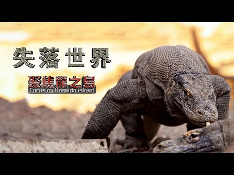 失落世界【聚焦龍之島】《聚焦全世界》第47期《4K SDR》｜舒夢蘭The Lost World-Focus on Komodo Island 探秘地球上最傳奇 最可怕的史前巨獸科摩多龍 驚人畫面曝光