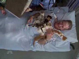 Scrubs - Kittens