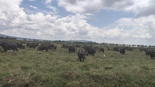 Out in the Mara Triangle, buffalos graze peacefully beneath vast, golden skies — and their feathered companions, the egrets, follow closely in rhythm. As the herd stirs life from the grass, the egrets find their feast, while offering gentle care by freeing the giants from ticks and parasites. Together, they paint a living portrait of harmony and interdependence. #MaraTriangle #MaasaiMara #BuffaloAndEgret #WildHarmony #NatureConnection #SymbiosisInNature #AfricanSavannah | Mara Triangle