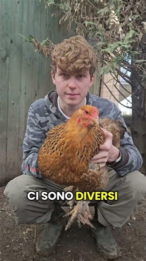 Acari e pidocchi nelle galline: come prevenirli ed eliminarli 🐔🦠#galline #acari #pidocchi #pollaio