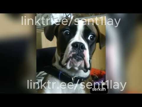 Side Eye Dogs Compilation 👀🐶 | Funny Dog Side Eye Moments That Are Too Real