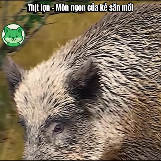 Món ngon của kẻ săn mồi | Nghiện xem phim