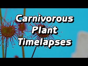 Timelapses with Drosera andersoniana - An Australian Tuberous Sundew