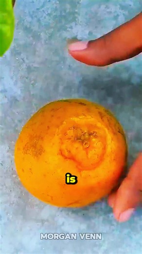 6.1K views · 34 reactions | Grow orange tree #orangetree #gardeninspiration #tropicalfruits #fruitgarden #aloevera #organicgardening #growyourownfood | Morgan Venn | Facebook