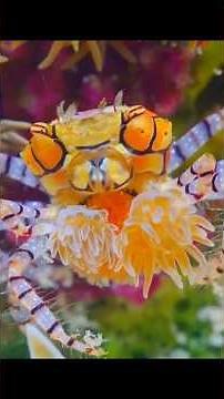 Boxer Crab: The Tiny Crab With Living Weapons
