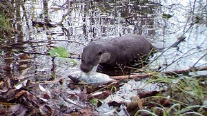 Wildlife is Thriving at the Chernobyl Nuclear Disaster Site