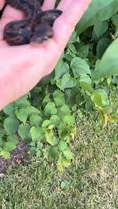 Hurricane clown x black head confusion leopard #ballpython #royalpython #reptile #reptiles #reptilesofinstagram #snake #snakes #pets #pet #petsofinstagram #animals #wildlife #recessivegang #ballpythons #royalpythons #reels #visionquestreptiles #viral #babies #babiesofinstagram #marketing #small #smallbusiness #stockmarket #exotic #beaut | Dan Kristen