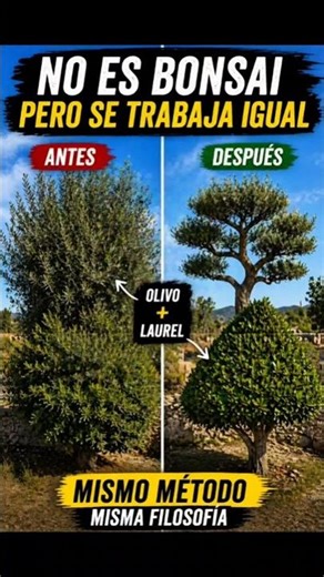 ¿Se puede podar un árbol de jardín como un bonsái? #plantas #jardin #cursobonsai #bonsai #yatabonsai