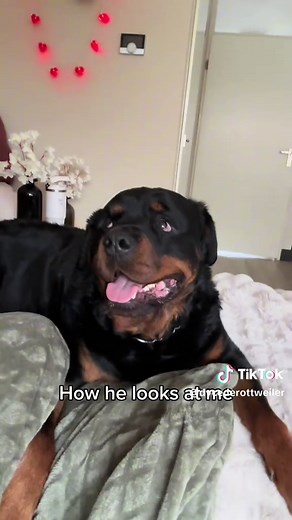 Understanding Rottweilers: More than Just Pets