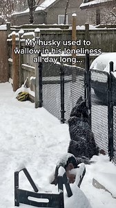 all my husky wanted was a friend… 💔#Husky #Huskies #DogVideos #FunnyDogs ￼ | Levi the Husky Rescue