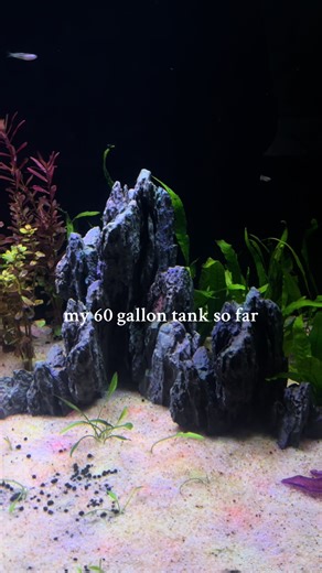 Stay tuned for new additions to this tank😝 #fyp #aquarium #aquascape #trending #freshwater #fish