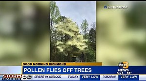 13K views · 159 reactions | VIDEO: Massive cloud of pollen flies off trees bit.ly/2rxLBia | ABC 8News - WRIC | Facebook