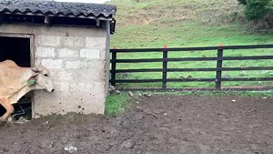 17K views · 984 reactions | Disponibles para la venta. 3 novillas Gyr puras vacias, listas para servicio. No tienen registros. Ubicadas en Doradal Antioquia. Precio $ 3.300.000 c/u. Información WhatsApp wa.me/573208487321 . . . . . #rehagronegocios #gyr #gyrolando #holstein #leche #leite #lecheria #ganaderia #ganadodeleche | Rehagronegocios Agromarketing | Facebook