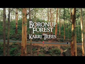 Boronup Forest Karri Trees 4K | Margaret River - Western Australia