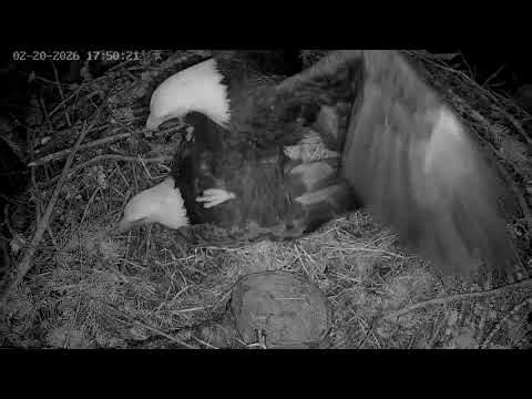 Bald eagles mating. Bald eagles Ellie and Eddy. February 21, 2026
