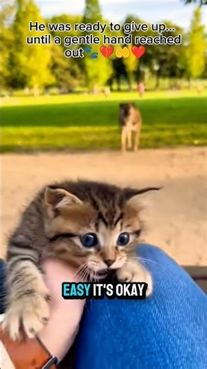 Kindness in Action Saving Animals | Inspiring Rescue Stories