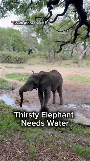 Thirsty Elephant Needs Water (Purified) #shorts #elephant
