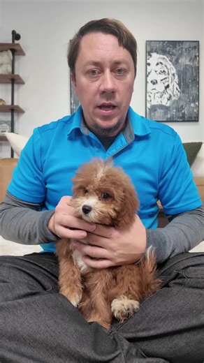 Soft curls. Gentle eyes. And the sweetest little presence. 🐶✨ Grant is a beautiful F1B Cavapoo from Meadow and Trigger’s litter at Adora Perfect Pups. His soft, hypoallergenic, non-shedding coat gives him that classic fluffy look, and his affectionate temperament makes him such a joy to hold. Calm, loving, and naturally people-focused, he settles in easily for cuddles and quiet time. 💛 F1B Cavapoos are cherished for their low-shedding coats and adaptable personalities. With an expected adult s