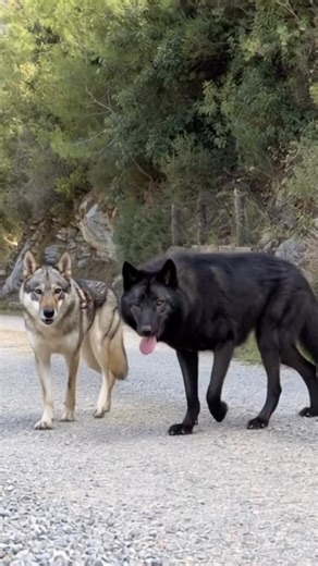 Cigo Dalgıç on Instagram: "What do you think? Is it real or artificial intelligence? . . . . . . . . . #wolf #wolves #greywolves #wolfdogpuppy #wolfgang #wolfis #kangal #wolfdog #wolflover #wolfdogs #wolfcommunity #wolfhunter #wolfmix #kurt #wolflife #wolflove #whitewolf #wolfpack #yapayzeka"