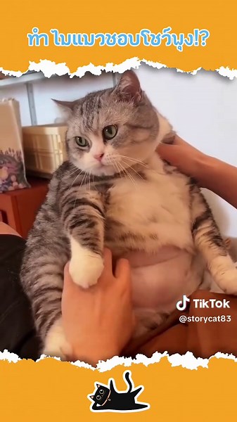 คลิปแมวน่ารักที่คุณต้องดู ❤️