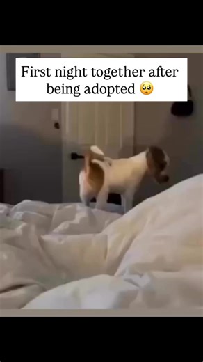 Ukdoghope on Instagram: "🥹🐾 Tonight feels like the beginning of forever. Our very first night together after adoption, and already it’s clear, we were meant to find each other. He’s curled up beside me, his body finally still, his breathing soft and steady, as if this is the first time in a long time he’s felt safe enough to really rest. His head is tucked against me, his paws pressed gently like he’s making sure I won’t slip away. And honestly? I wouldn’t dream of moving. Because I know what 