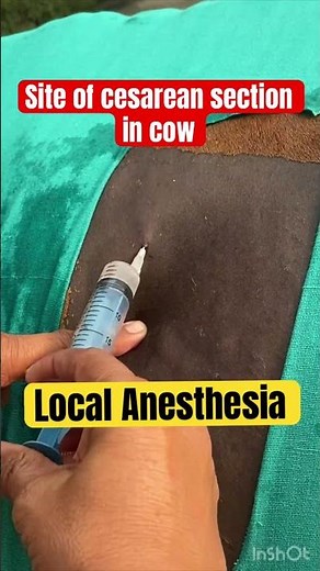 Site of cesarean section in cow l Dr Umar Khan