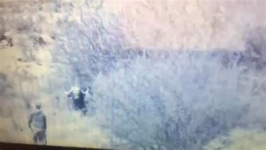 Kill Shot Hunting | Would you ever hunt Cape Baffalo?🐃 We came across a crazy video of a buffalo charging at a hunter full speed and catching him on the... | Instagram