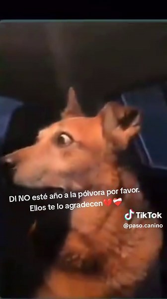 #polvora #fyp #perros #navidad #añonuevo