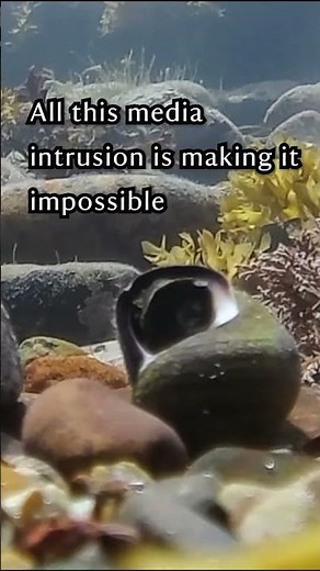 A sea snail's guide to dealing with the stresses of the attention economy