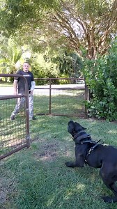 120-LB Cane Corso NEWSPAPER Bite #bitework #biteworktraining #dog #puppy #doglover #canecorso #canecorsoitaliano #fyp | American Standard Dog Training