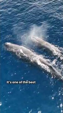 10 fascinating facts about Dominica! 🇩🇲