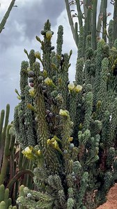 3.8K views · 917 reactions | Seriously Cereus,a lot of fruit coming soon. | Cactus Country | Facebook