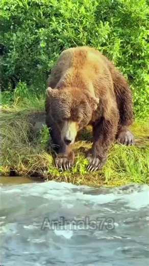 The Brown Bear is a Master Angler! 🐻🐟