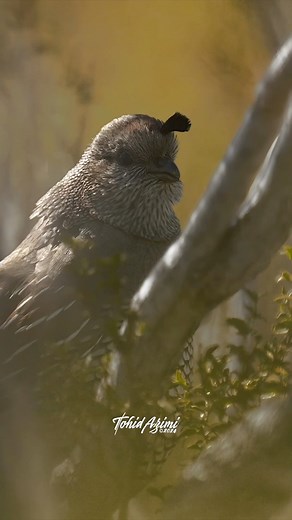13K views · 226 reactions | California Quail Song  This singing behavior is especially prominent during the breeding season when males use their vocalizations to attract females and establish territories. #californiaquail #birdsong #reels2024 | Tohid Azimi | Facebook