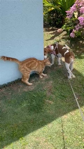 C.A.R.E - Cayman Animal Rescue Enthusiasts on Reels