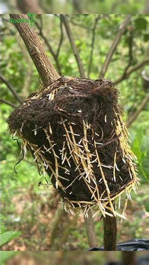 You Can Do This Too! Air Layering Made Easy #gardening