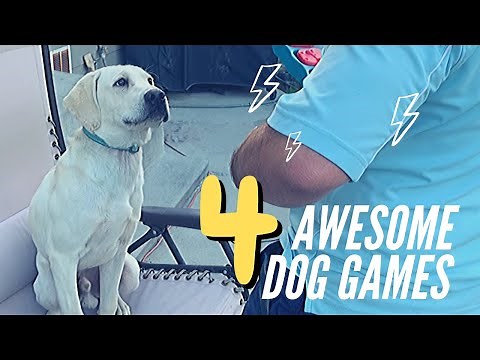 Labrador Games and Activities to Engage Your Dog