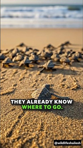 No Mom. No Map. Just Instinct — Baby Sea Turtle's First Journey #wildlifeshailesh #facts