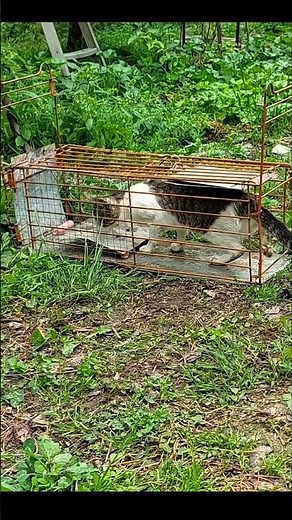 Cat trap #cat #cute #catvideos