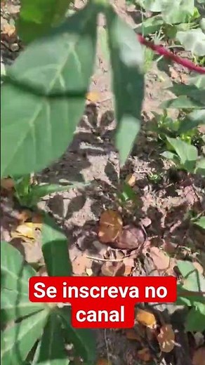 Plantação de mandioca #agricultura #cultivo #vidanocampo #vidanocampo