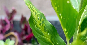 Comigo-ninguém-pode: veja 5 rituais poderosos com a planta