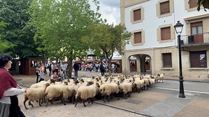 Spent half the day yesterday at a cheese festival in Idiazabal (Gipuzkoa) in Basque Country. We had an amazing crowd for the shearing demonstrations and I even met a few people who had been to New Zealand before. The cheese here is made from sheep’s milk including from the sheep in this video. | Allan the Shearer