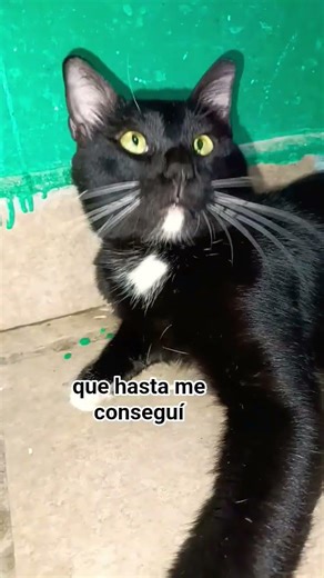 cuál es tu color favorito? #humor #gatos #shorts #youtubeshorts #funny #cat