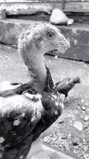 don't understand the chicken model#chicken