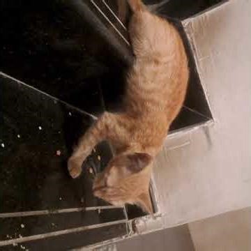 One with Gabby being just a cat #cute #kitten #baby #cat #love #animals #funny #trending #youtube