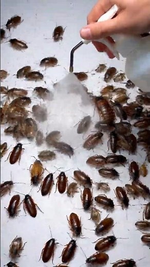 Kill Cockroaches Without Chemicals #diy #homehacks
