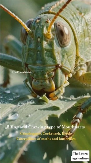 Biting and Chewing type Mouthparts #farming #insects #entomology #agri #agriculture #zoology #ai