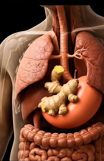 56K views · 819 reactions | what happen while you eating fresh ginger after inside your body?冷濫#fyp #health #giner #scienceCraft #healthtips #reelsfypシ #animation | Science craft | Facebook
